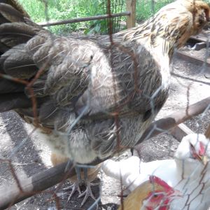 a beautiful chicken, but this breed seems to not like people from my experiences with them. the two at my grate grand fathers house are very skittish.
