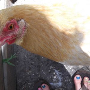 now this is a nice chicken! its fethers are a beautiful shad of gold, and it is very friendly.