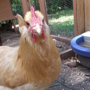 butter cup, one of meny in my grate grand fathers chicken flock