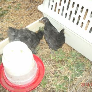 dog crate used as chicken house. It makes cleaning out a lot easier.