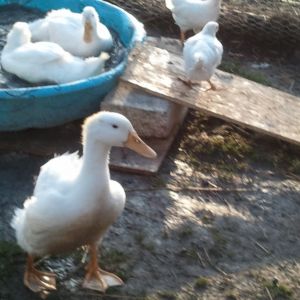 Even the chicks want to see the pool too.