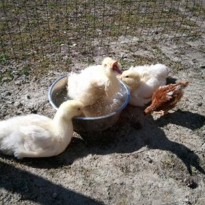 First day in the outside coop. Couldn't wait for the pool, so I will take the bowl, I know I will fit !