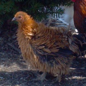 Frizzle hen sister toon smooth sizzle cockerel not for sale.