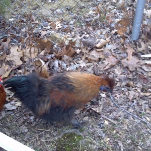 Left is second smooth feathered sizzle which carries frizzle gene and 4poor month old partridge silkie cockerel unrelated free to good homes.