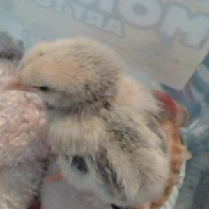 Is this what a Basque baby chick looks like?