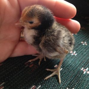 Chick 3 - Left Side (Golden Sebright?)