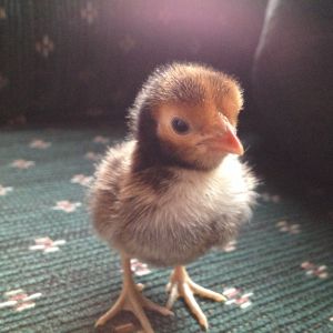Chick 3 - Front View (Golden Sebright?)