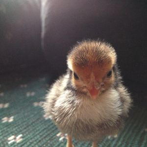 Chick 3 - Front View (Golden Sebright?)