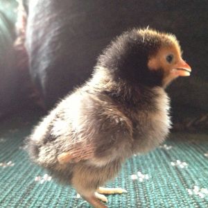 Chick 3 - Right Side (Golden Sebright?)