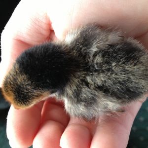 Chick 3 - Top View (Golden Sebright?)