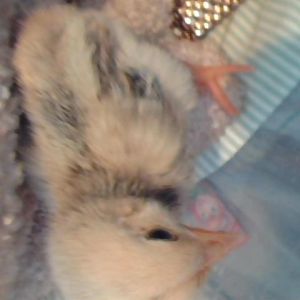 What kind of breed is this baby chick?