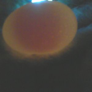 Is this egg fertile?