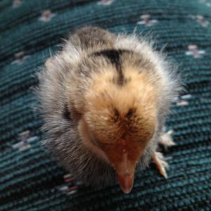 Chick 2 - Top of head (Mille Fleur d'Uccle?)