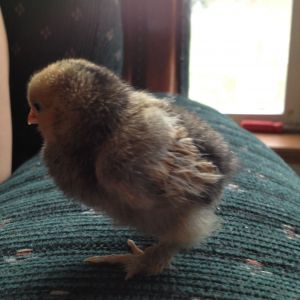 Chick 2 - Left Side (Mille Fleur d'Uccle?)