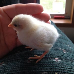 Chick 1 - Left side, wing feathers & legs