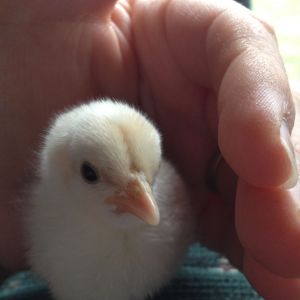 Chick 1 - Front