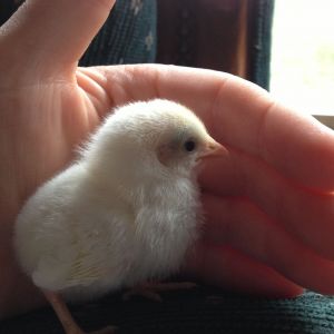 Chick 1 - Right side