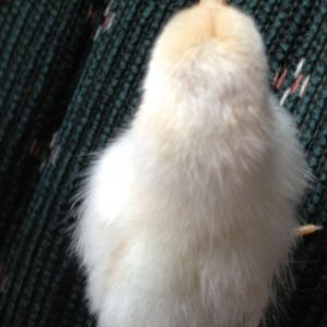 Chick 1 - Top view