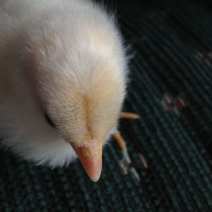 Chick 1 - Top of head