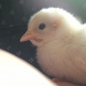 Chick 1 - Face, is this the start of wattles