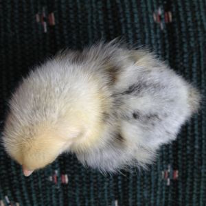 Chick 4 Top Speckled with black. (Silver Sebright)