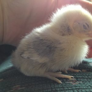 Chick 4 right side, wing, legs (have a darkish tint) (Silver Sebright?)