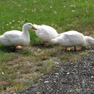 My 3 ducks - Lucky, Daisy, and Dixie. We just lost Lucky about 2 weeks ago, still unsure what happened - it didn't look as though he was attacked and he seemed very healthy. Daisy and Dixie are lost without him :(.