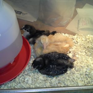 Our girls at 4 weeks old.  Just brought them home.