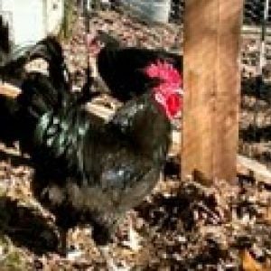 Black Jersey Giant Rooster