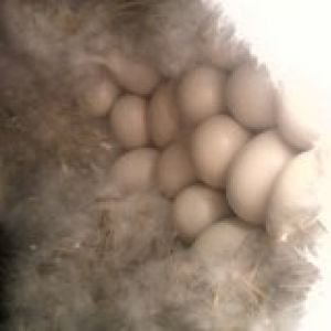 Chock full nest of fluff