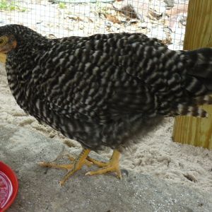 Plymouth Barred Rock pullet - 9 weeks old.