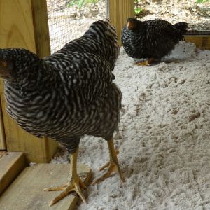 Plymouth Barred Rock pullet - 9 weeks old.