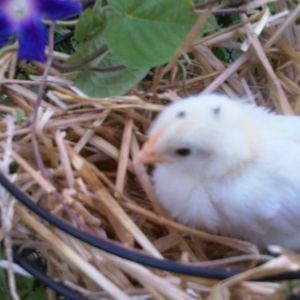 My mix bred rooster, Wasteland when he was a chick.  Hes super sweet and one of my fave roos.