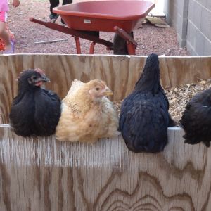 Our sneaky roo. Stella became Sly Stallone. lol