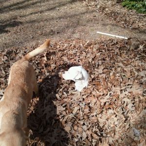 Jeter and Bianca Playing in the leaves