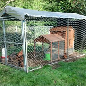 NEW Chicken Palance inside the 7'X14' predator proof coop. Chicken wire hand sewed over the front and rear door areas & chainmail buried under the walls of the coop.
