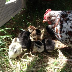 Broody SS and 7 chicks