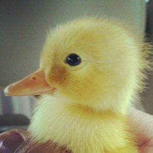 My baby duckie. (: