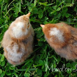 Auto-sexing chicks: Male on left, female on right.