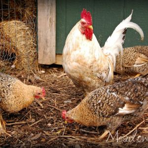 Norwegian Jaerhons, dark variety.