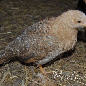Young pullet