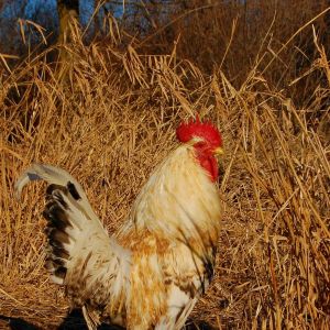 My original roo, Norrie.