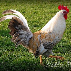 Offspring of 2011. Love the coloring on this fellow.