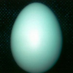Blue Egg