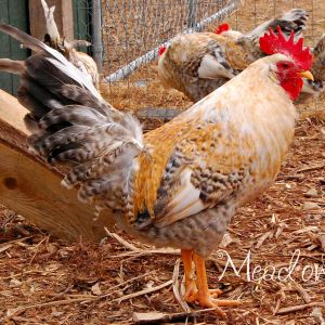 Cockeral less than 1 yr old.