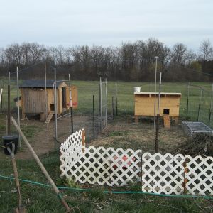 the animal complex, hens on the left and rabbit colony on right