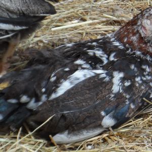 Speckled Rooster