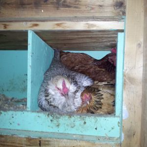 Curry (Buff Brahma Bantam), Sesame (Amerucana) and Ginger (Production Red) all in the same nesting box for the night.