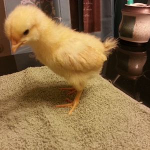 2 weeks old