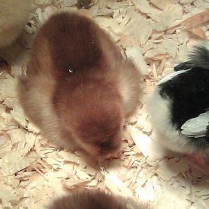 *
Ms. Clara Barton - Dark Rhode Island Red